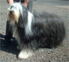 Click here for more detailed Bearded Collie breed information and available puppies, studs dogs, clubs and forums